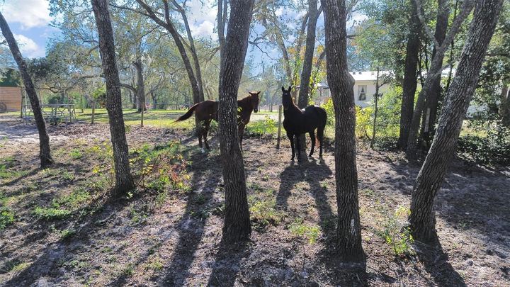 13255 Treaty Rd photo 15